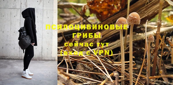прущие грибы Бородино